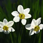 Narcyzy w pigułce