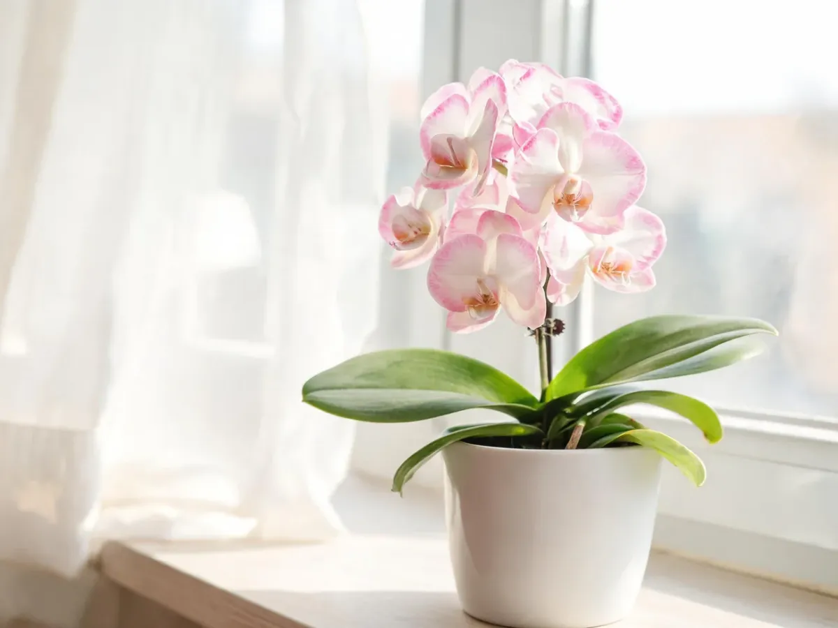 Storczyk phalaenopsis w białej doniczce na jasnym parapecie, oświetlony miękkim, rozproszonym światłem dziennym